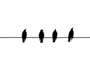 Birds on a wire story